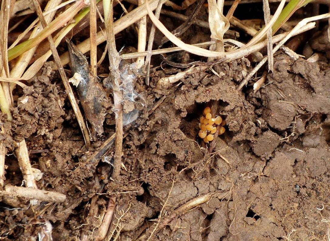 Crematogaster sordidula con afidi (Forda formicaria?)